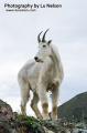 _IGP6585 mountain goat with head turned